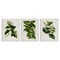 Stupell Industries Vintage Forest Flower Studies 3pc Canvas Wall Art Set Design by Tina Higgins Designs, Inc.